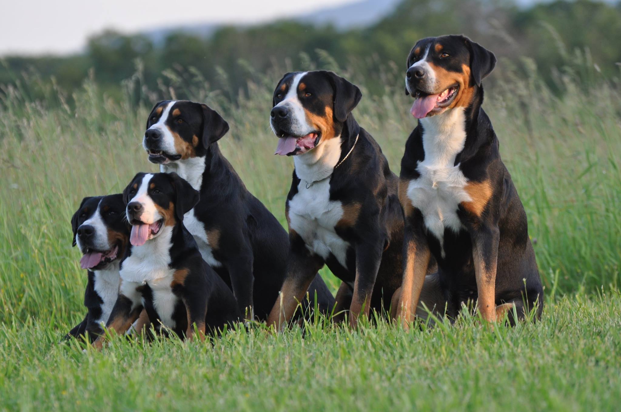 greater swiss mountain dog breeders